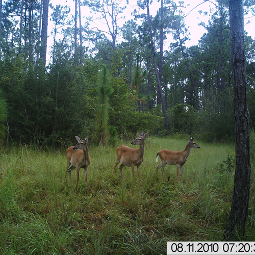 camera observation nature et chasse pic5