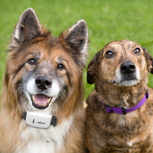 traceur gps collier chien