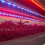 Catégorie Rubans led hydroponiques